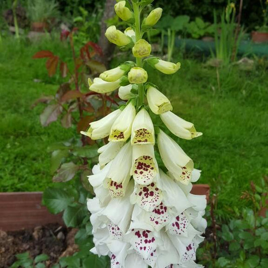 Digitalis Purpurea Dalmatian White - View 10 from www redcrocus com