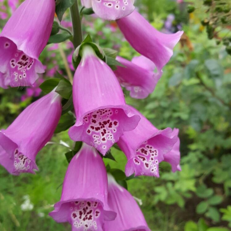 Digitalis Purpurea Dalmatian White - View 13 from www redcrocus com