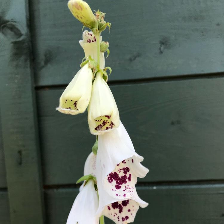 Digitalis Purpurea Dalmatian White - View 16 from www redcrocus com