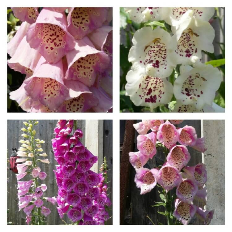 Digitalis Purpurea Dalmatian White - View 18 from www redcrocus com