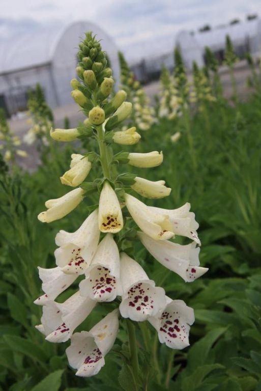 Digitalis Purpurea Dalmatian White - View 20 from www redcrocus com