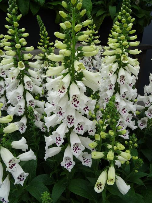 Digitalis Purpurea Dalmatian White - View 4 from www redcrocus com