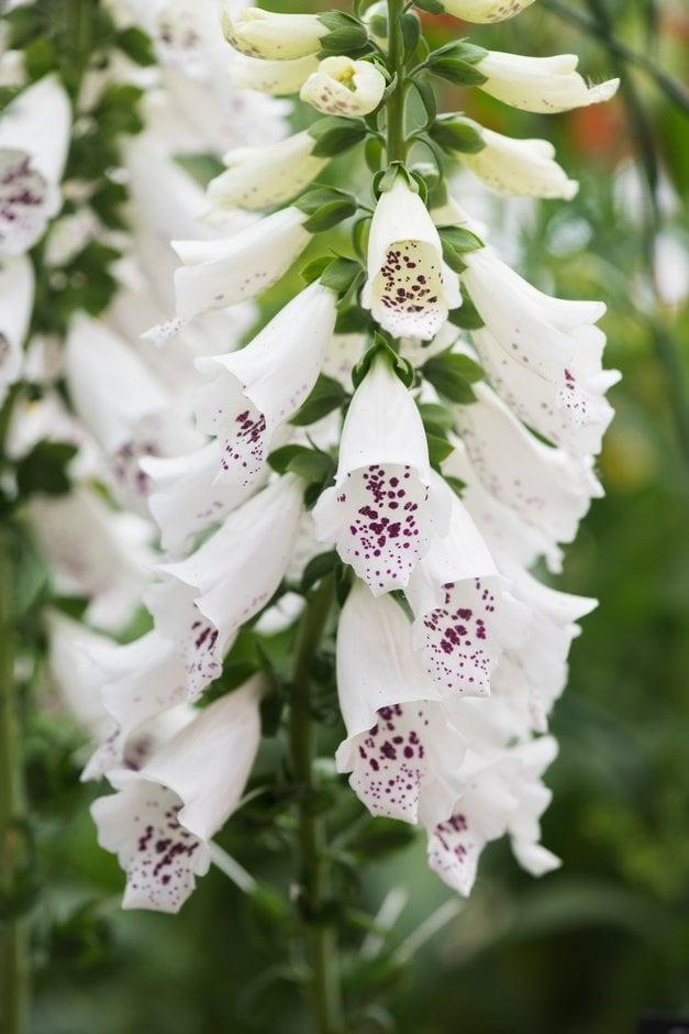 Digitalis Purpurea Dalmatian White - View 8 from www redcrocus com