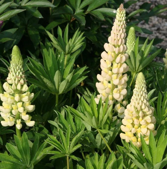Lupinus Polyphyllus Mini Gallery Yellow - View 11 from www redcrocus com