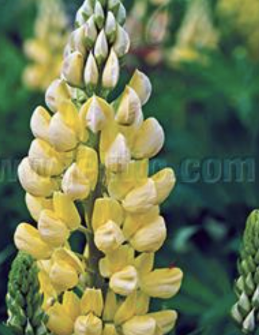 Lupinus Polyphyllus Mini Gallery Yellow - View 1 from www redcrocus com