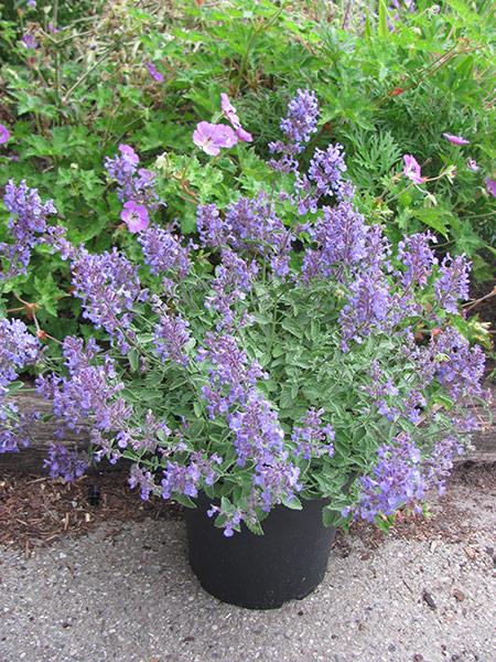 Nepeta X Faassenii Junior Walker - View 10 from www redcrocus com