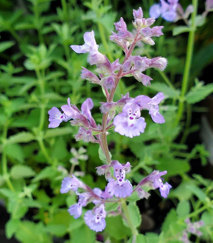 Nepeta X Faassenii Junior Walker - View 12 from www redcrocus com