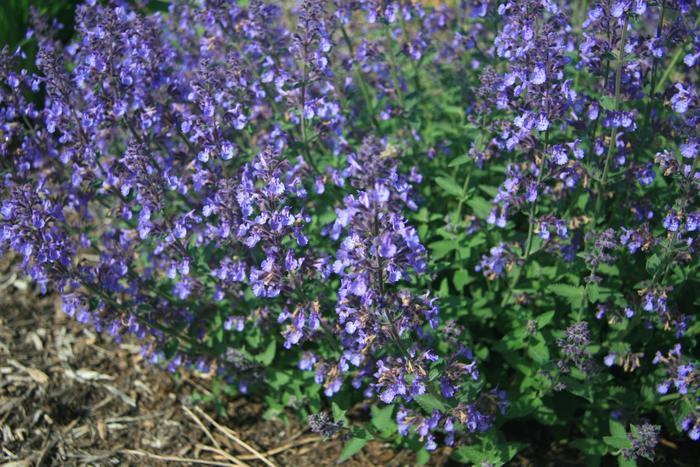 Nepeta X Faassenii Junior Walker - View 14 from www redcrocus com