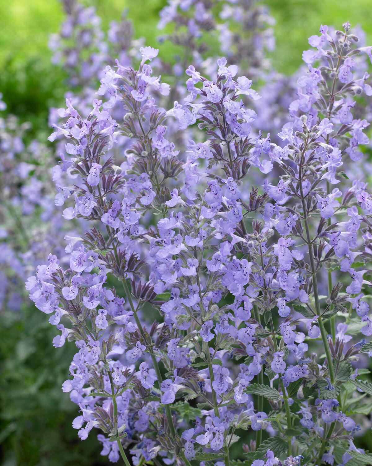 Nepeta X Faassenii Junior Walker - View 15 from www redcrocus com