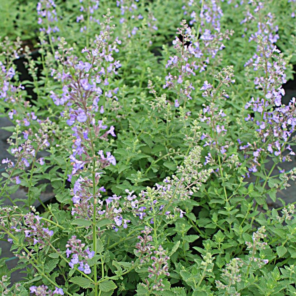 Nepeta X Faassenii Junior Walker - View 16 from www redcrocus com