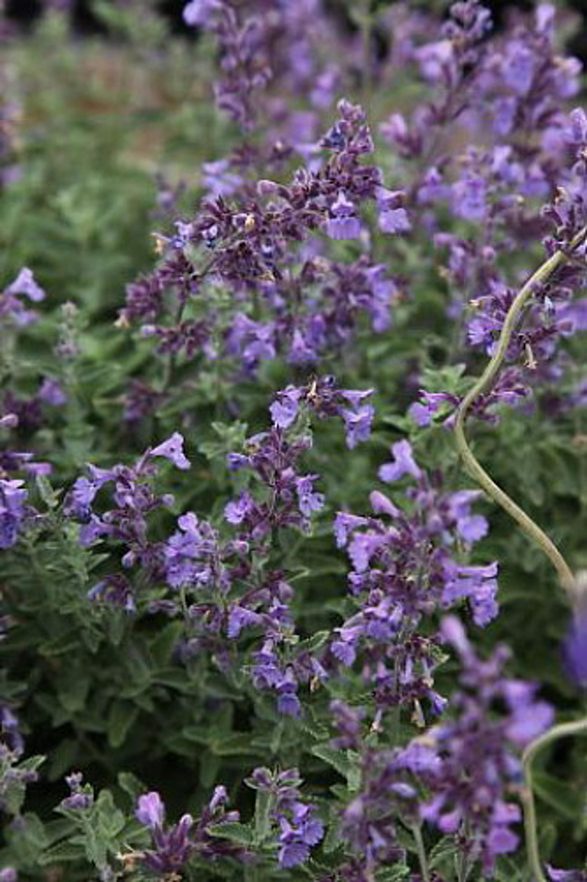 Nepeta X Faassenii Junior Walker - View 20 from www redcrocus com
