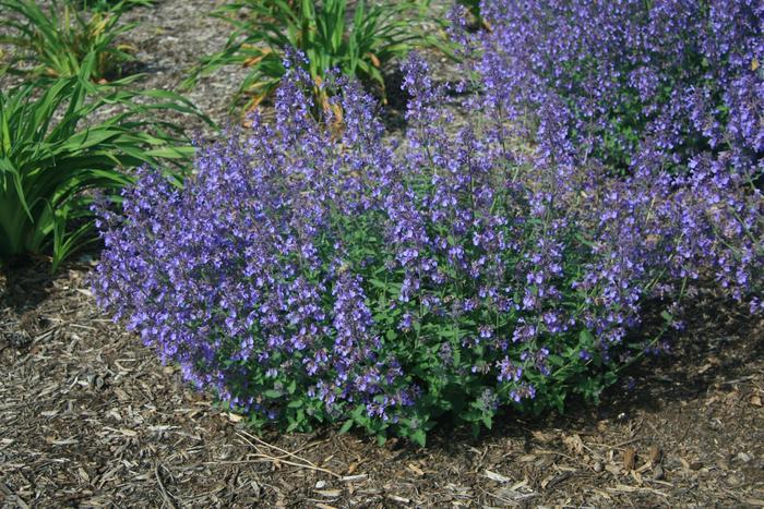 Nepeta X Faassenii Junior Walker - View 3 from www redcrocus com