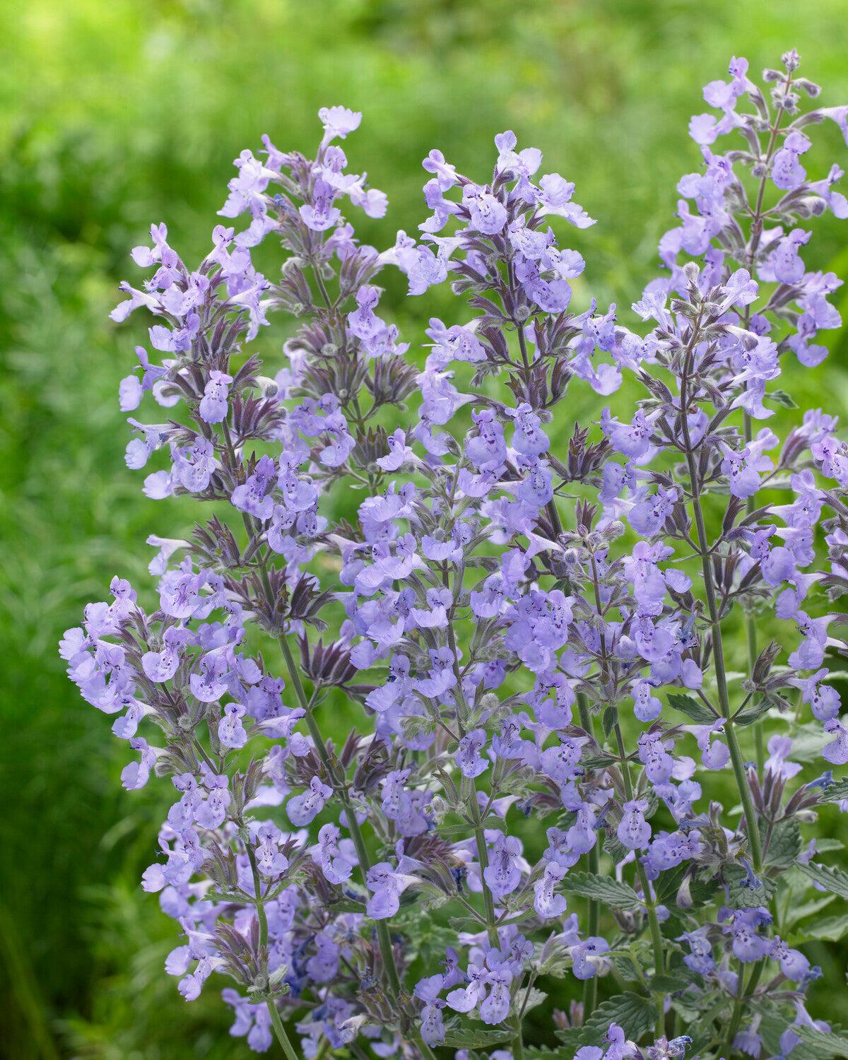 Nepeta X Faassenii Junior Walker - View 9 from www redcrocus com