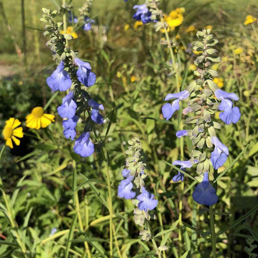 Salvia Nemorosa Blue By You - View 12 from www redcrocus com