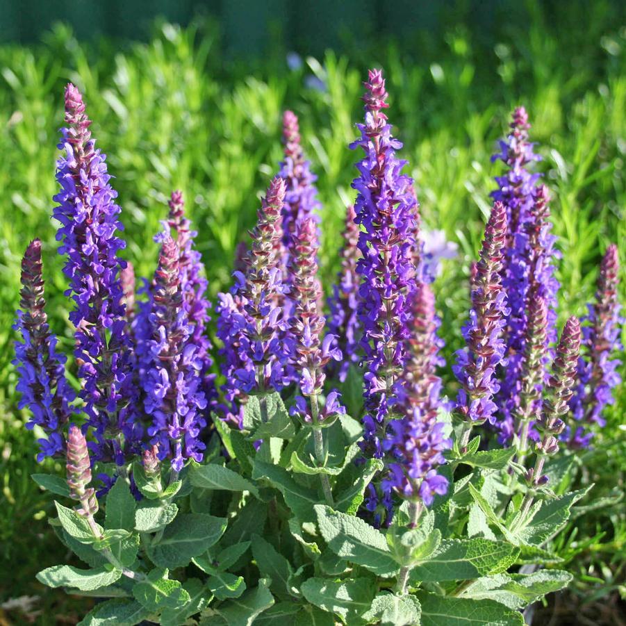 Salvia Nemorosa Blue By You - View 13 from www redcrocus com