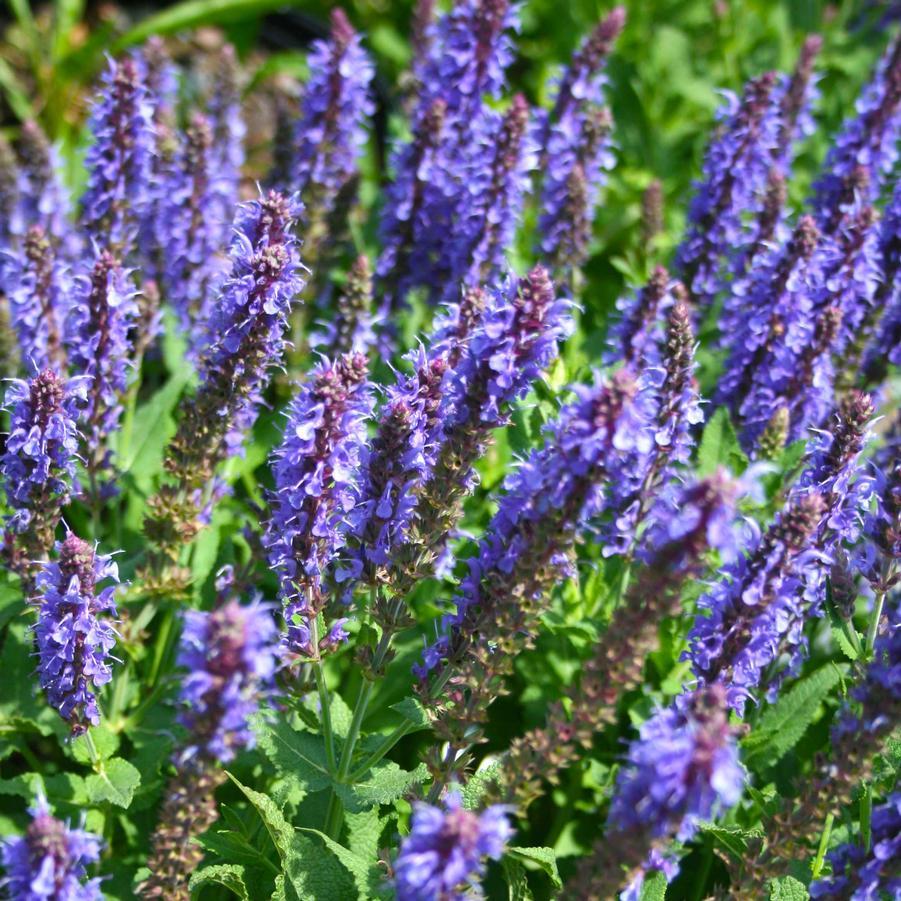 Salvia Nemorosa Blue By You - View 14 from www redcrocus com