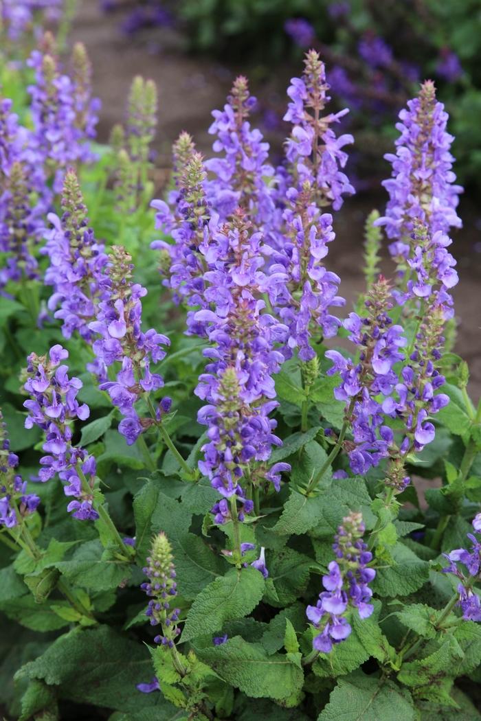 Salvia Nemorosa Blue By You - View 15 from www redcrocus com
