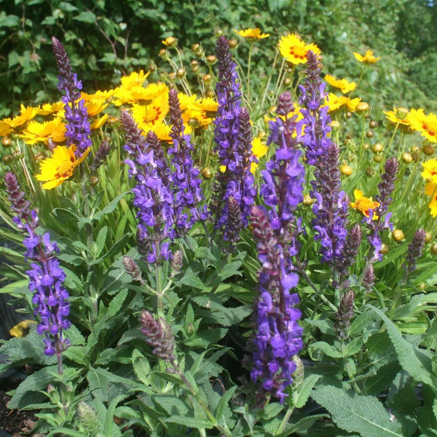 Salvia Nemorosa Blue By You - View 16 from www redcrocus com