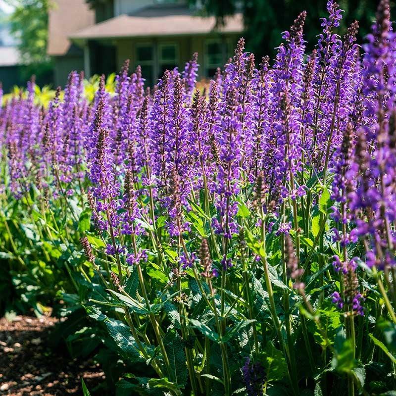 Salvia Nemorosa Blue By You - View 17 from www redcrocus com