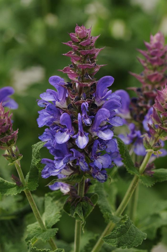 Salvia Nemorosa Blue By You - View 18 from www redcrocus com