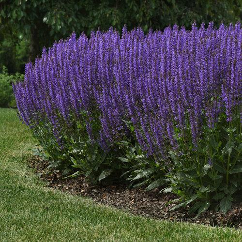 Salvia Nemorosa Blue By You - View 2 from www redcrocus com