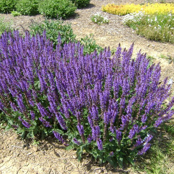 Salvia Nemorosa Blue By You - View 3 from www redcrocus com