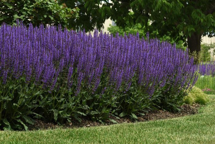 Salvia Nemorosa Blue By You - View 4 from www redcrocus com