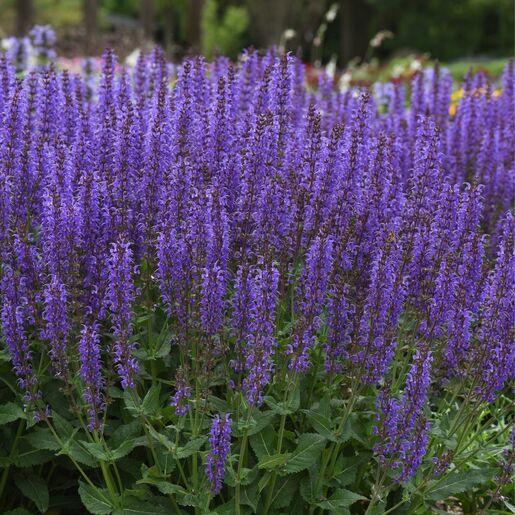 Salvia Nemorosa Blue By You - View 5 from www redcrocus com