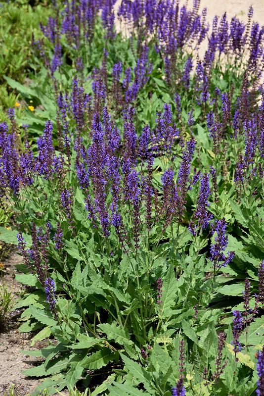 Salvia Nemorosa Blue By You - View 8 from www redcrocus com