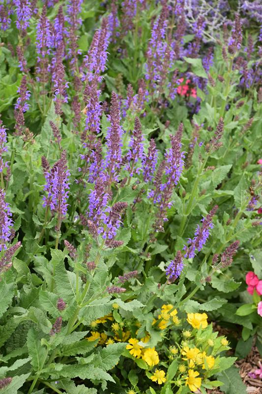 Salvia Nemorosa Blue By You - View 9 from www redcrocus com