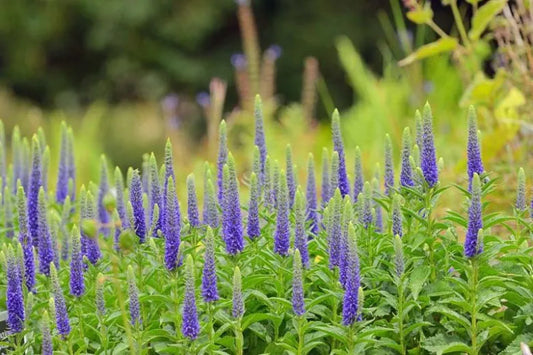 Veronica Spicata Royal Candles - View 10 from www redcrocus com