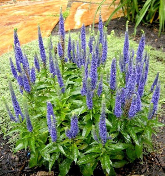 Veronica Spicata Royal Candles - View 11 from www redcrocus com