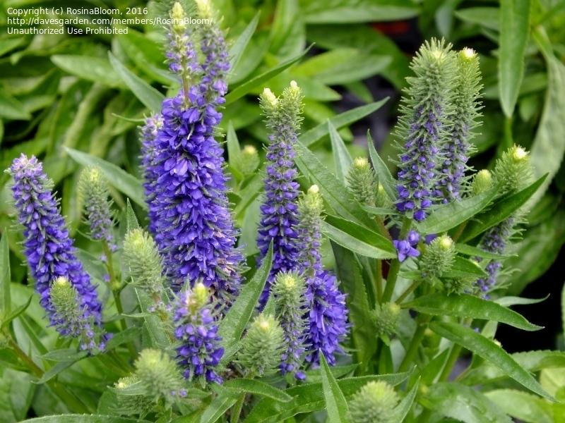 Veronica Spicata Royal Candles - View 12 from www redcrocus com