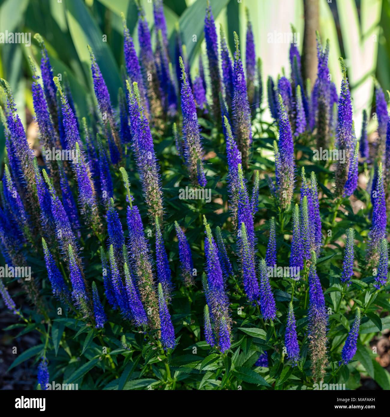 Veronica Spicata Royal Candles - View 13 from www redcrocus com