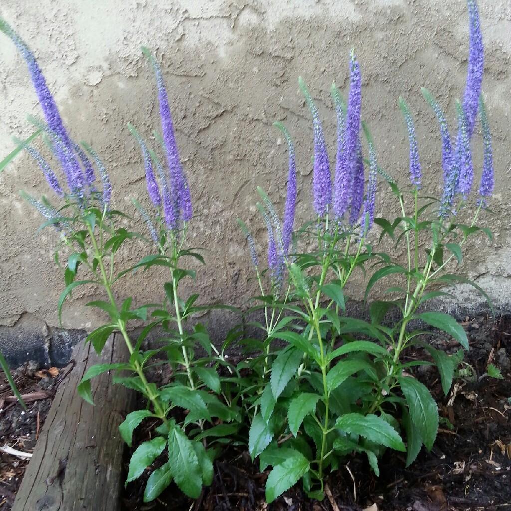 Veronica Spicata Royal Candles - View 14 from www redcrocus com