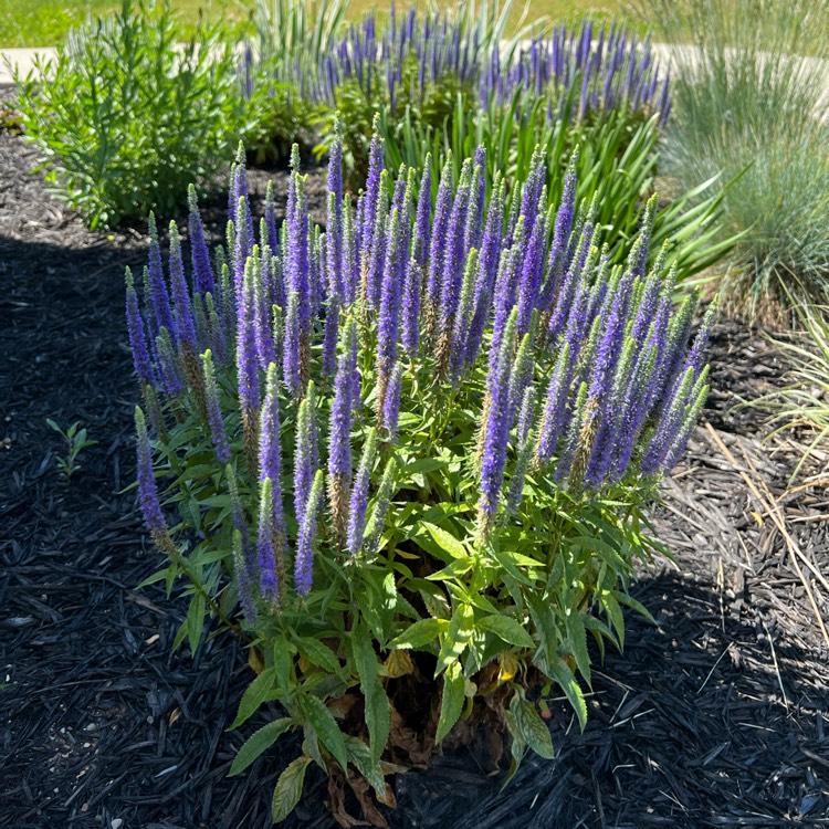 Veronica Spicata Royal Candles - View 15 from www redcrocus com