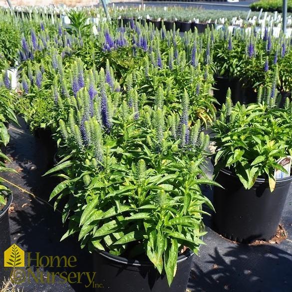 Veronica Spicata Royal Candles - View 16 from www redcrocus com
