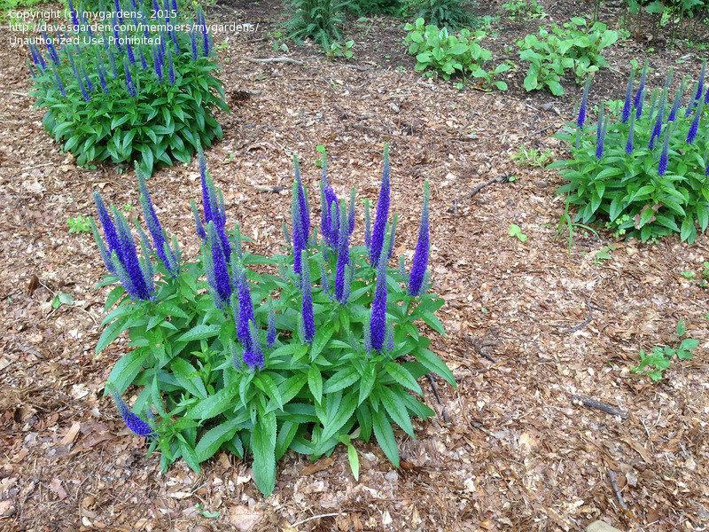 Veronica Spicata Royal Candles - View 17 from www redcrocus com