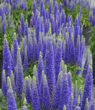 Veronica Spicata Royal Candles - View 18 from www redcrocus com