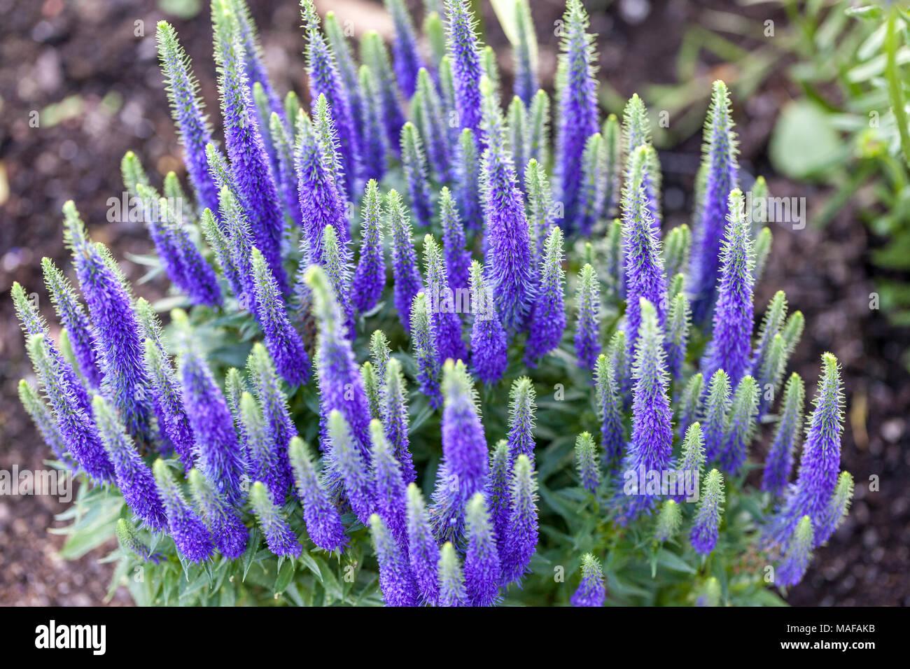 Veronica Spicata Royal Candles - View 1 from www redcrocus com