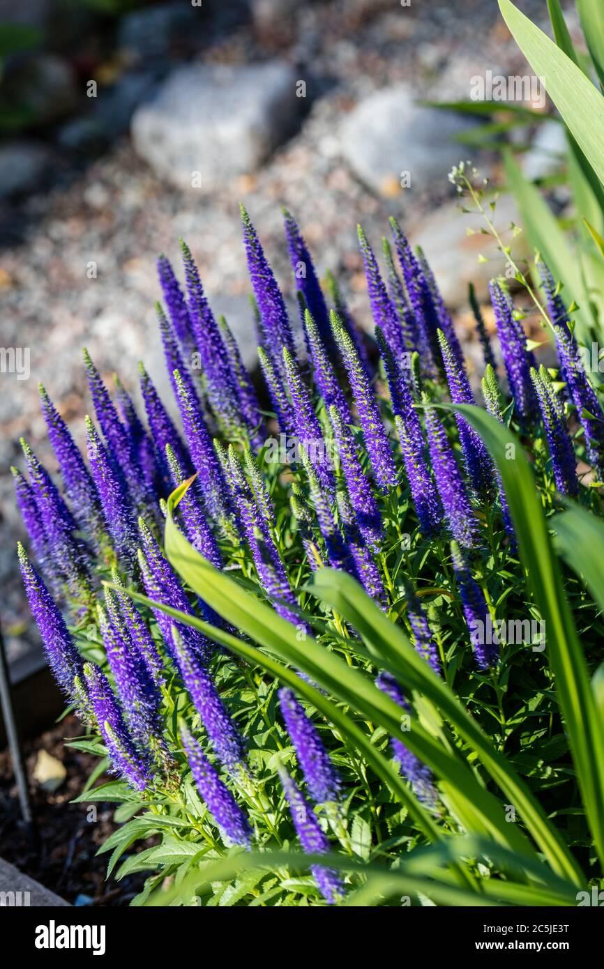 Veronica Spicata Royal Candles - View 2 from www redcrocus com