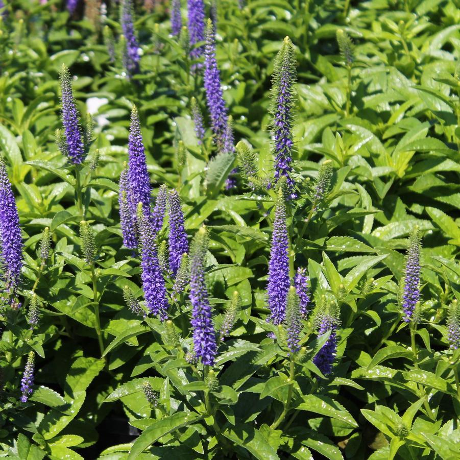 Veronica Spicata Royal Candles - View 3 from www redcrocus com
