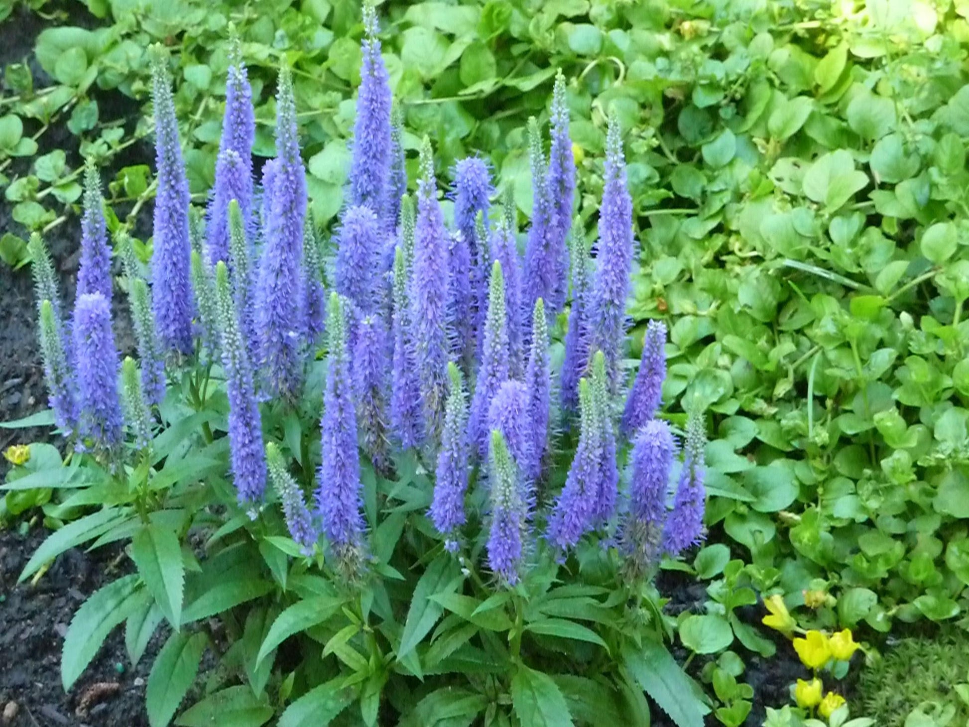 Veronica Spicata Royal Candles - View 4 from www redcrocus com