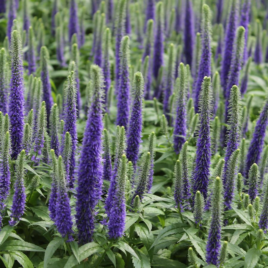 Veronica Spicata Royal Candles - View 5 from www redcrocus com