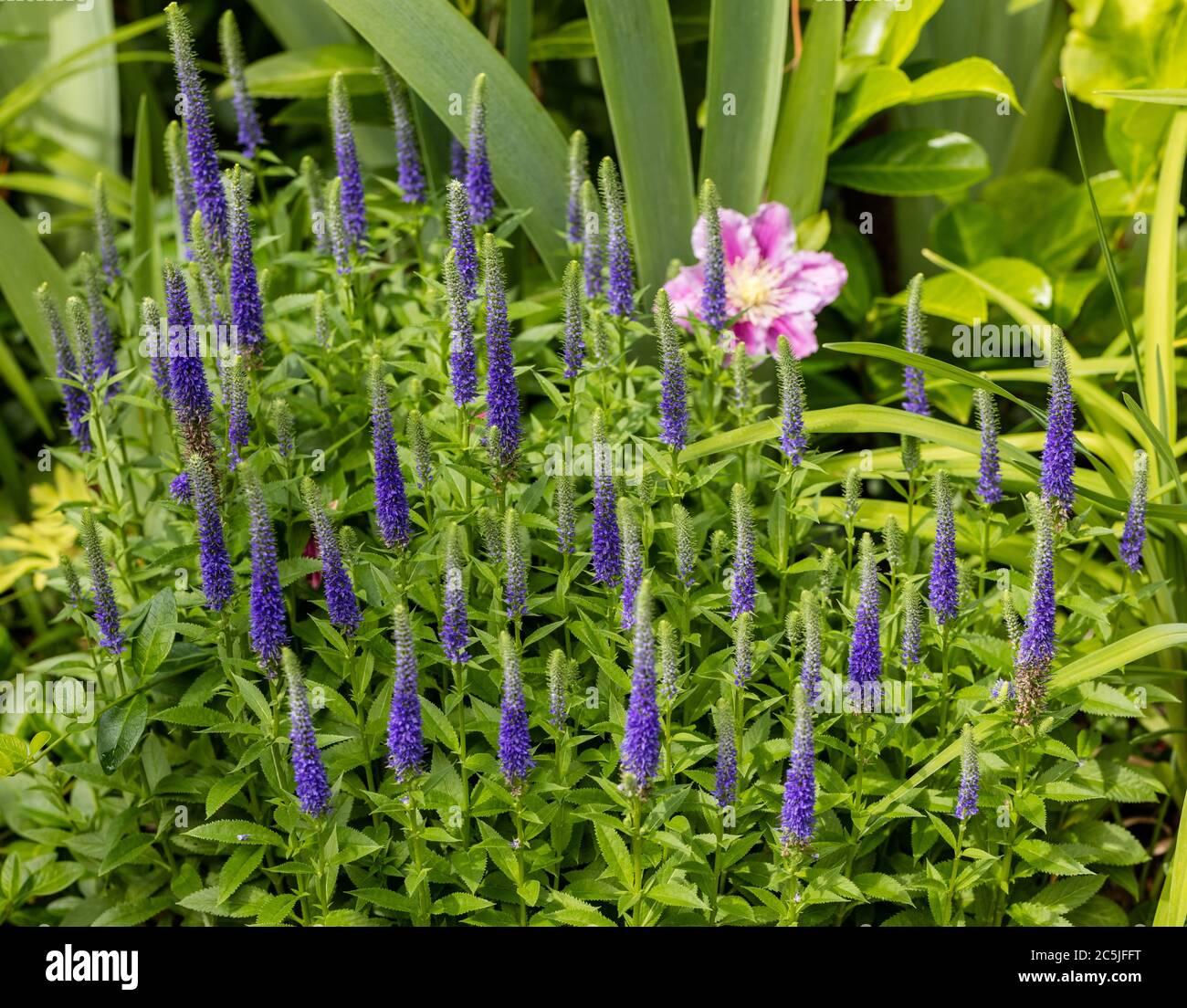 Veronica Spicata Royal Candles - View 6 from www redcrocus com