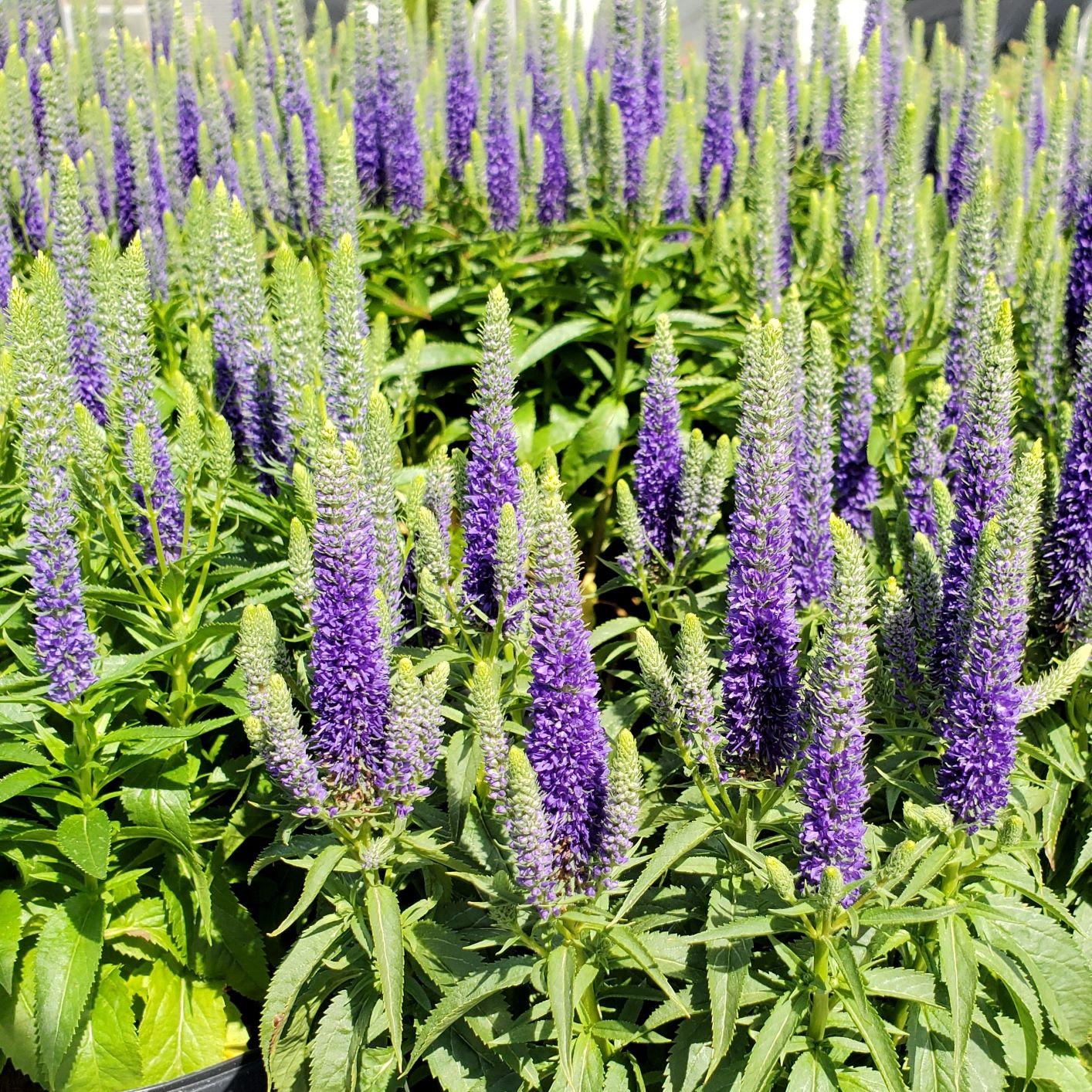 Veronica Spicata Royal Candles - View 7 from www redcrocus com