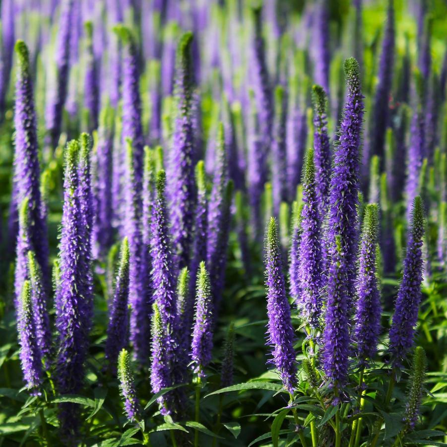 Veronica Spicata Royal Candles - View 9 from www redcrocus com
