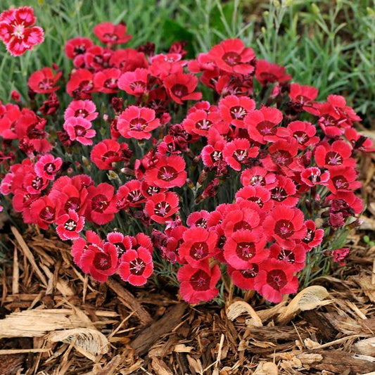 Dianthus X Eastern Star - View 1 from www redcrocus com