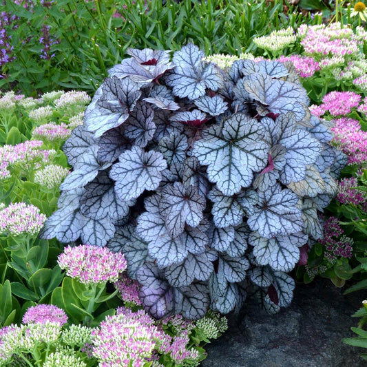 Heuchera X Glitter - View 1 from www redcrocus com