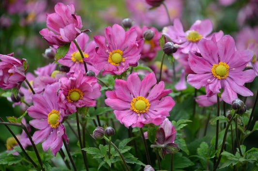 Anemone Curtain Call Deep Rose - View 1 from www redcrocus com